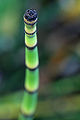 Thumbnail for version as of 05:10, 26 May 2009