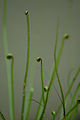 Dewy Pine (Drosophyllum lusitanicum)