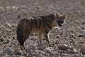 Aardwolf (Proteles cristatus)