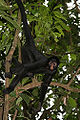 Spider monkey Peru, South America