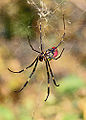 Golden Silk Orb-Weaver (Nephila clavata)