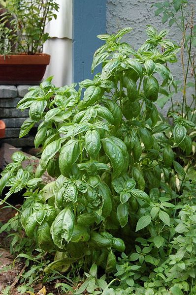 File:Basil 5.jpg