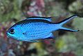 Blue Reef Chromis (Chromis cyanea) Class:Actinopterygii