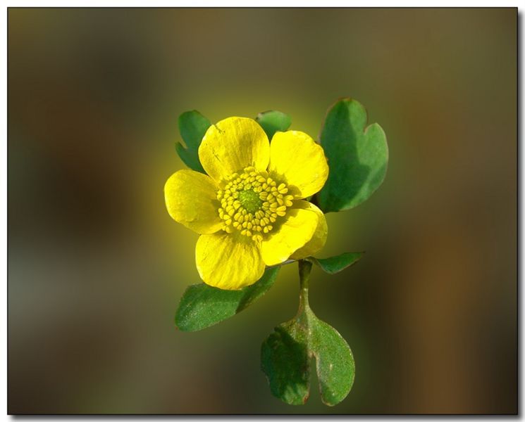 File:FrontButtercup.jpg
