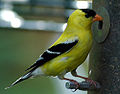 American Goldfinch (C. tristis)