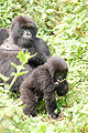 Thumbnail for version as of 04:07, 26 February 2010