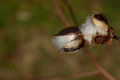 Gossypium(Gossypium hirsutum)