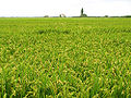 Thumbnail for version as of 17:32, 25 May 2009