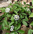 Dwarf Ginseng (Panax trifolius)