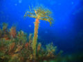 Thumbnail for version as of 00:26, 29 October 2007