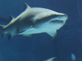 Unidentified shark
