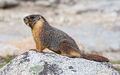 Yellow-Bellied marmot (Marmota flaviventris) Genus: Marmota