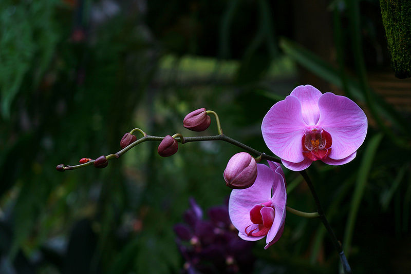 File:2830498994 9ec7fd5fbb b.jpg