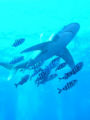 This is another picture of a oceanic whitetip shark.
