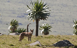 75727 origethiopianwolf.jpg