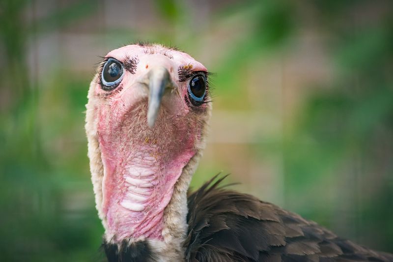 File:Bald head vulture.jpg