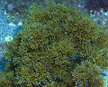 Brown Algae Phylum: Heterokontophyta