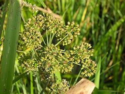 Close up of Water Hemlock