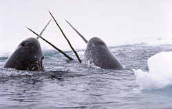 Narwhals breach.jpg