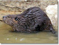 North American Beaver.jpg