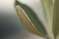 Olive Leaf (Olea Europaea)