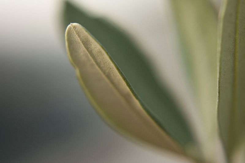 File:Olive leaf.jpg