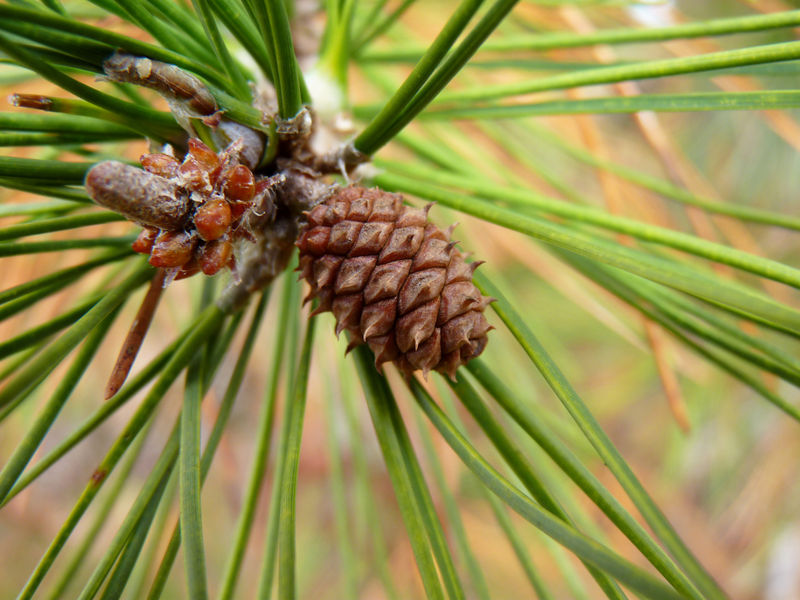 File:Pinecone.jpg