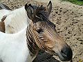 Paint zorse (Equus Burchellii x Equus caballus)