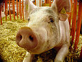 Thumbnail for version as of 23:58, 25 October 2009