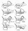 Thumbnail for version as of 03:12, 7 May 2007