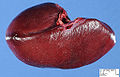 Thumbnail for version as of 21:54, 6 February 2011