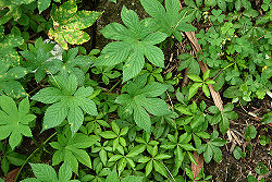 Humulus 1.jpg