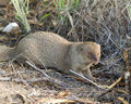 Thumbnail for version as of 07:23, 11 October 2013