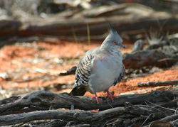 Pigeon.No5.jpg