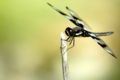Thumbnail for version as of 20:26, 19 October 2006