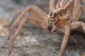 Wolf Spider (Genus: Alopecosa)