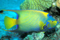 Queen angelfish (Holacanthus ciliaris) Order: Percoidea