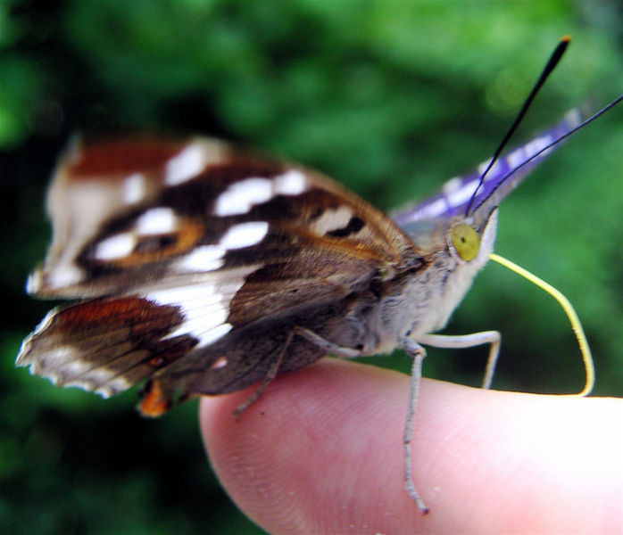 File:215201270 c7cb0fe75b b.jpg