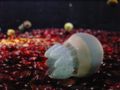 Blubber Jellyfish (Catostylus mosaicus) Family: Catostylidae