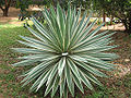 Agave (Agave angustifolia Marginata) Family: Agavaceae