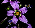 Climbing Nightshade (Species: S. dulcamara) Subtaxa:name