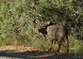 Peccary (Peccary angulatus) Family: Tayassuidae