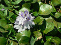 Common water hyacinth (Eichhornia crassipes)