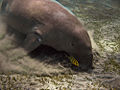 Dugong