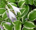 Thumbnail for version as of 04:36, 4 June 2007