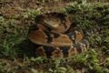 Bushmaster (L. muta muta) Genus: Lachesis