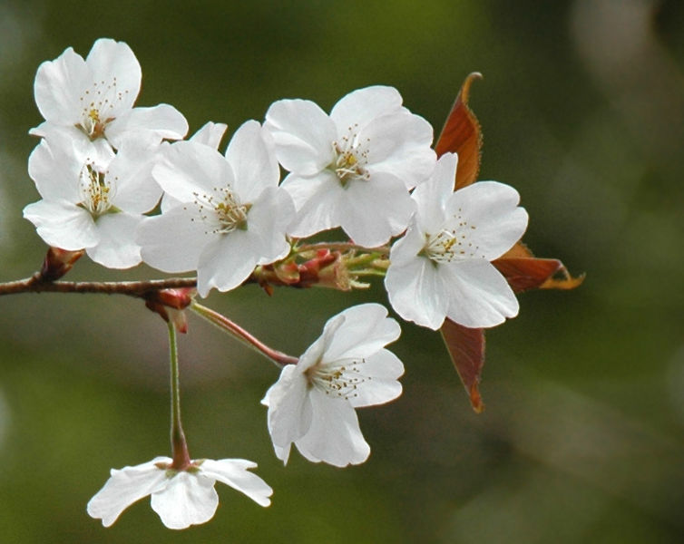 File:Prunus Jamasakura Flowers.jpg