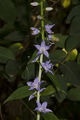 American bell flower (campanulastrum americanum) Campanulastrum