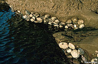 Different species of abalone can be found from the inter tidal zone to depths of 165 meters (540 feet).