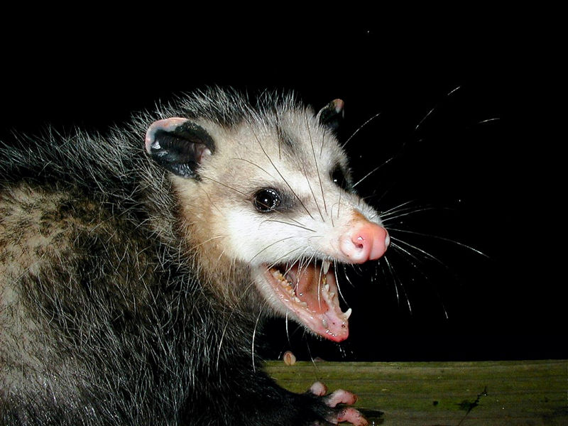 File:AmericanOpossum.jpg
